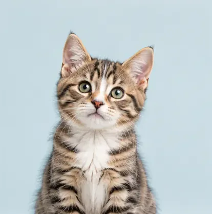 A kitten