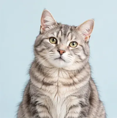 An older cat