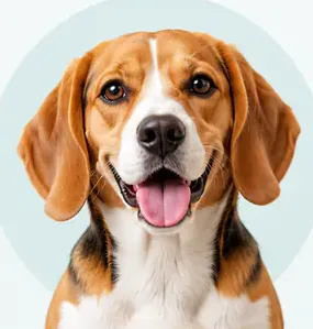 A beagle