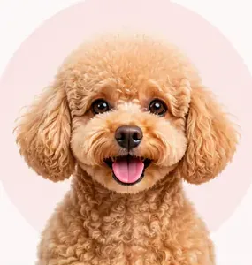 A poodle