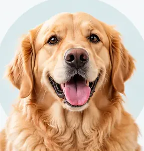 A labrador puppy
