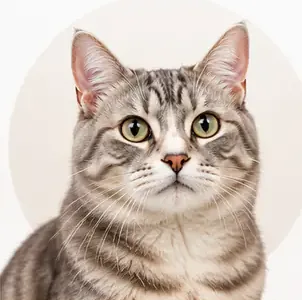 A tabby cat
