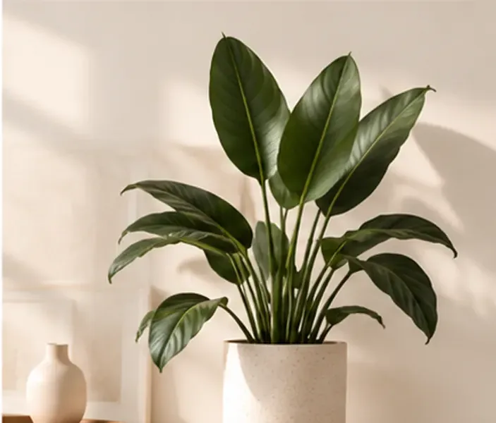 A potted plant on a sideboard